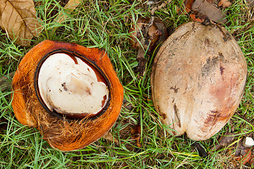 Image showing Disposed coconut husks on the ground