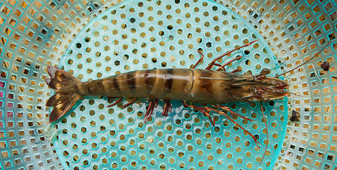 Image showing Large living prawn on a Vietnamese market