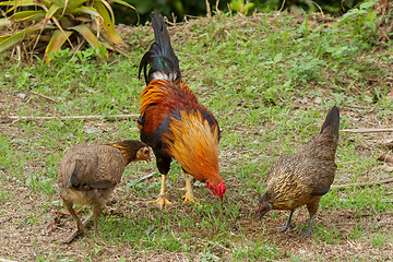 Image showing Colorful rooster standing with his chicks