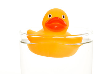 Image showing Orange duck