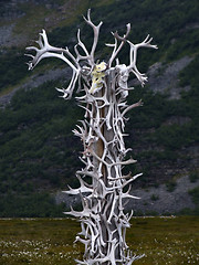 Image showing Reindeer antlers collection