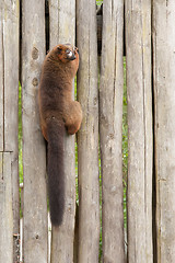 Image showing Red-bellied Lemur (Eulemur rubriventer)