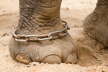 Image showing Hobbled foot of a working Indian Elephant 