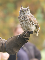 Image showing African Eagle Owl, selective focus