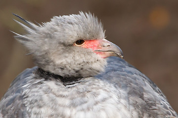 Image showing Close-up of a Southern Screamer
