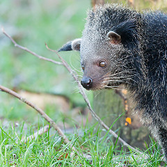 Image showing Close-up of a Binturong (Arctictis binturong)