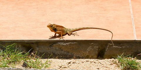 Image showing Close up of a lizard