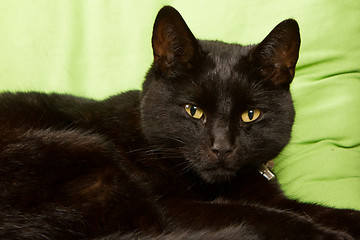 Image showing Black cat isolated 