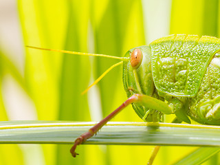 Image showing Large grasshopper, eating grass