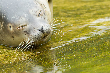 Image showing Common seal resting in the water