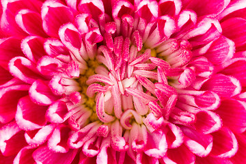 Image showing Purple chrysanthemum