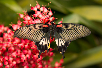 Image showing Butterfly insects pachliopta aristolochiae