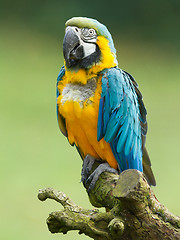 Image showing Close-up of a macaw parrot