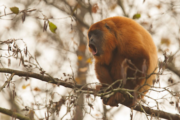 Image showing Mantled howler (Alouatta seniculus) howling