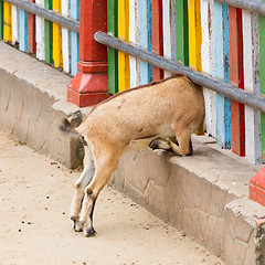 Image showing Goat looking through a fence 