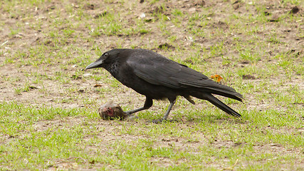 Image showing Crow eating a piece of meat 