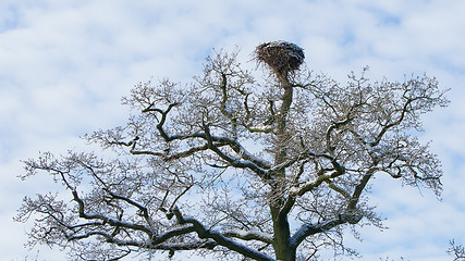 Image showing Old stork nest in a tree