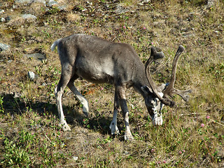 Image showing Reindeer grazing on a meadow