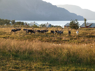 Image showing Reindeer herd on a meadow