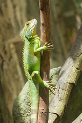 Image showing Iguana in a tree at a zoo in Vietnam