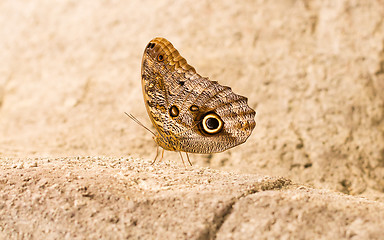 Image showing Large butterfly sitting on a rock