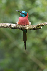 Image showing Northern Carmine Bee-Eater