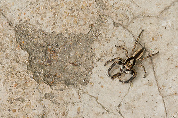 Image showing Small spider hunting