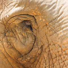 Image showing Elephant eye detail, looking sad in a Vietnamese zoo