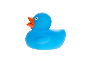 Image showing Blue duck isolated