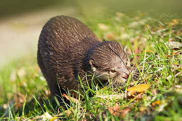 Image showing Otter is walking in the grass