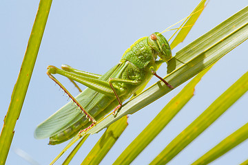 Image showing Large grasshopper, eating grass