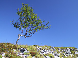 Image showing Power of nature - endurance