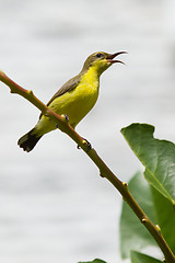 Image showing Olive Backed Sunbird - Female