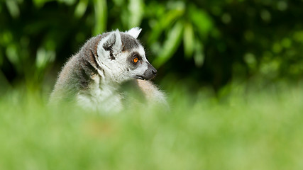 Image showing Sunbathing ring-tailed lemur in captivity 