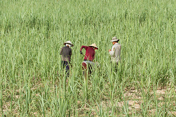 Image showing Four farmers in a field working their crops
