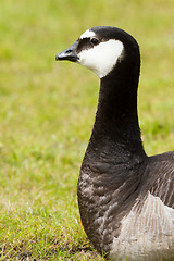 Image showing Close-up of a Barnacle Goose