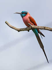 Image showing Northern Carmine Bee-Eater