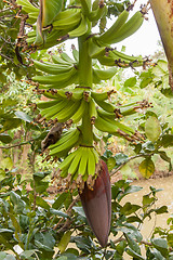 Image showing Banana tree with a bunch of bananas 