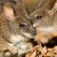 Image showing Close-up of a parma wallaby