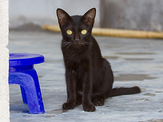 Image showing Black kitten outdoors on the concrete