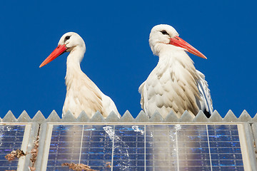 Image showing Pair of storks standing on a solar panel