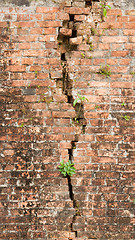 Image showing Brick wall with a crack and plants