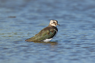 Image showing Lapwing taking a bath in a lake