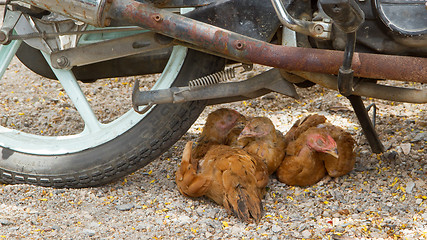 Image showing Brown chickens resting underneath a motorcycle