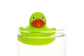 Image showing Green duck