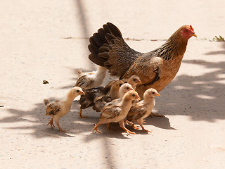 Image showing Adult hen and her newly hatched chickens