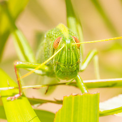 Image showing Large grasshopper, eating grass