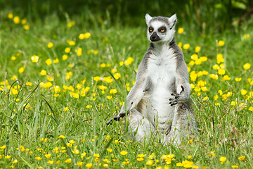 Image showing Sunbathing ring-tailed lemur in captivity 