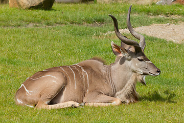 Image showing Greater Kudu portrait; tragelaphus strepsiceros