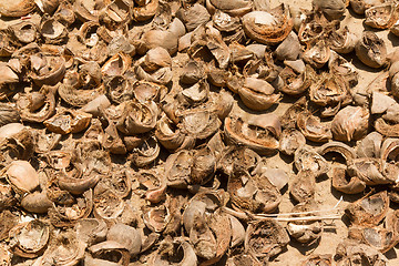 Image showing Pile of discarded coconut husks